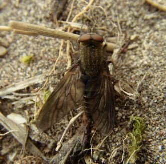 Tabanidae-1