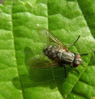 Bactromyia aurulenta-5
