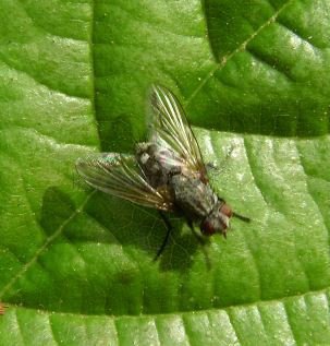 Bactromyia aurulenta-6