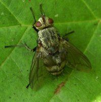 Taschinidae