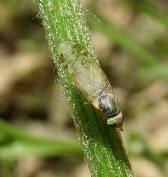 Acanthiophilus helianthi -1