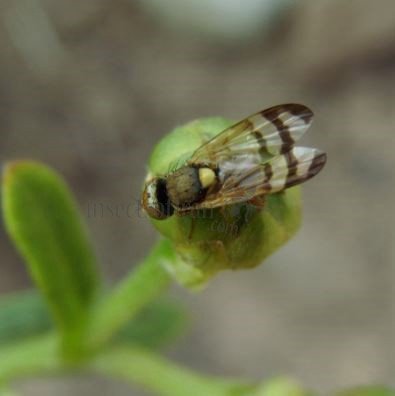 Urophora solstitialis -2