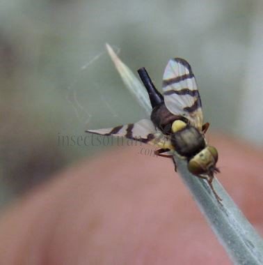 Urophora sp-4