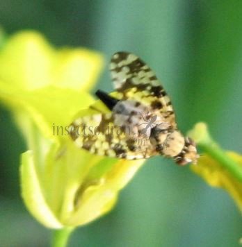 Xyphosia sp