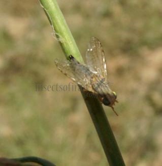 Acanthiophilus sp-2