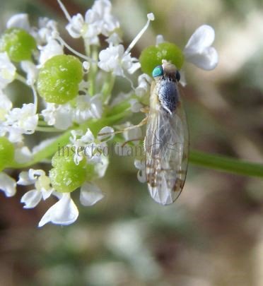 Acanthiophilus helianthi -2