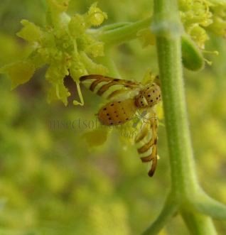 Chaetorellia jaceae-5