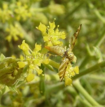 Chaetorellia jaceae-6