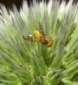 Chaetostomella cylindrica -1