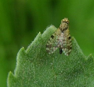 Neotephritis finalis