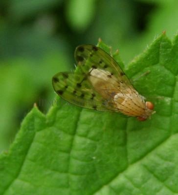 Tephritidae-1