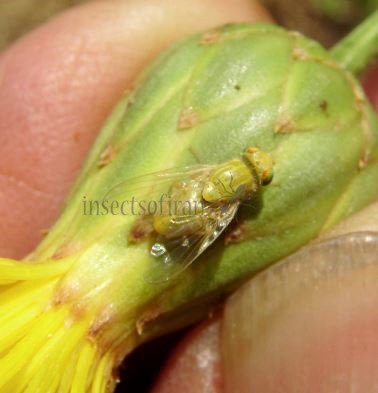 Tephritidae-2