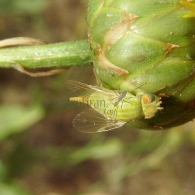 Tephritidae-3