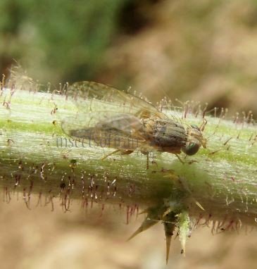 Tephritidae-4