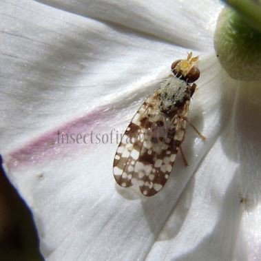 Tephritis matricariae -4