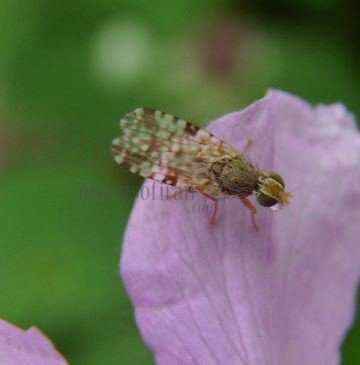 Tephritis matricariae -5