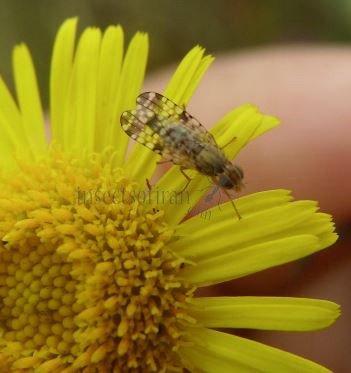 Tephritis matricariae -7
