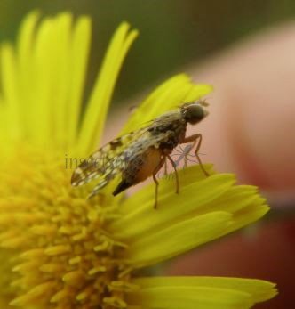Tephritis matricariae -8