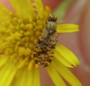 Tephritis matricariae -9