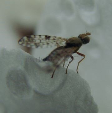 Tephritis matricariae -10