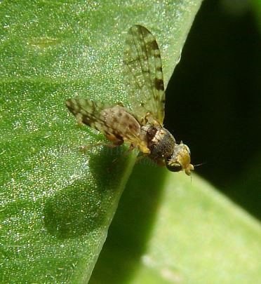 Tephritis matricariae -11