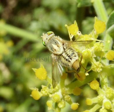 Terellia fuscicornis-2