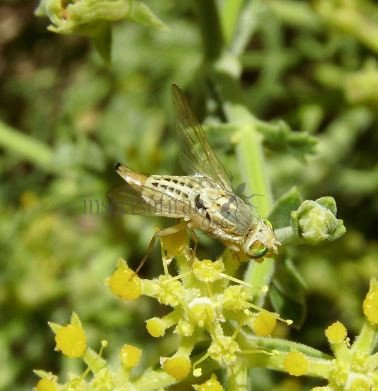 Terellia fuscicornis-3
