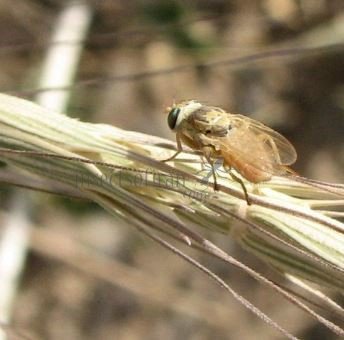 Terellia serratulea-2