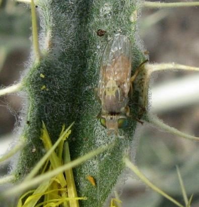 Terellia serratulea-1
