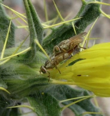Terellia serratulea-4