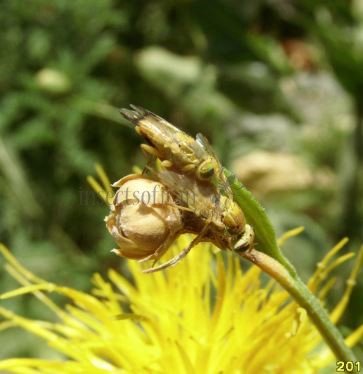 Terellia serratulea-6