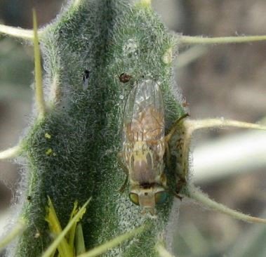 Terellia virens -2