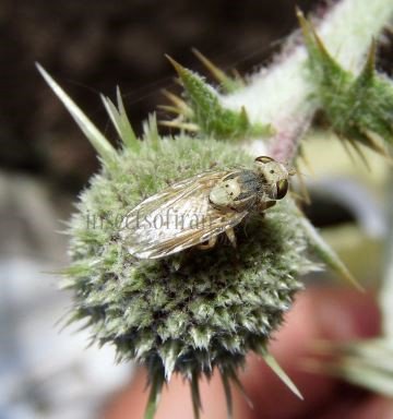 Terellia virens -3