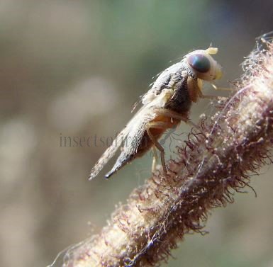 Terellia virens -4