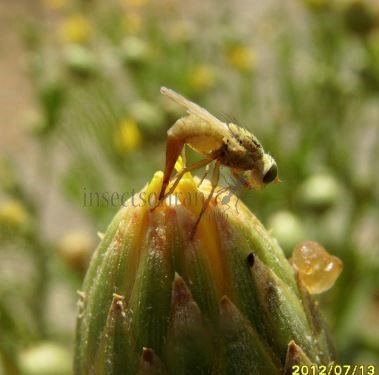 Terellia virens -5