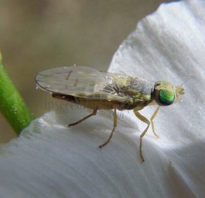 Terellia virens-7