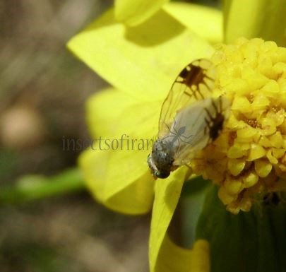 Trupanea vicina-2