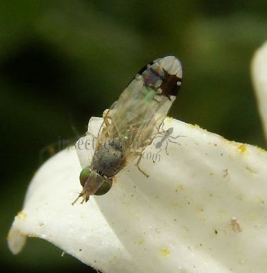 Trupanea vicina-7