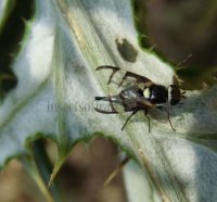 Urophora quadrifasciata-6