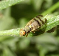 Urophora solstitialis-3