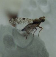 Tephritis matricariae -10