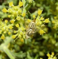 Terellia fuscicornis-1