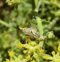 Terellia fuscicornis-3