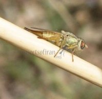 Terellia fuscicornis-5