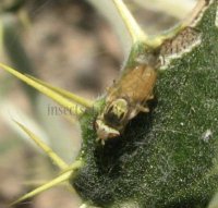 Terellia virens -1
