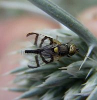 Urophora quadrifasciata-1