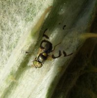 Urophora quadrifasciata-7