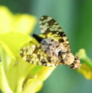 Xyphosia sp