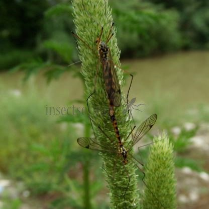 Nephrotoma appendiculata-2