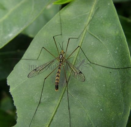 Nephrotoma flavescens